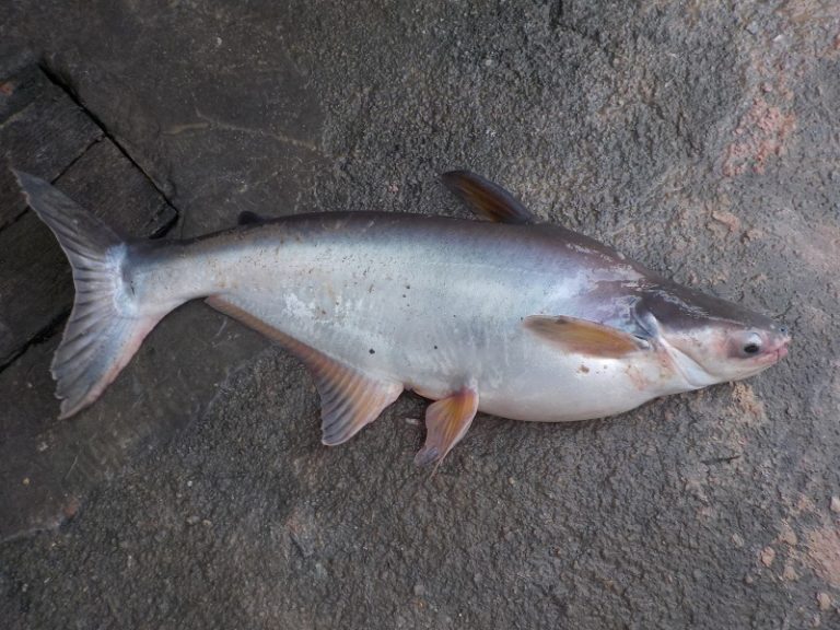 Info Spesies : Kenali Ikan Patin