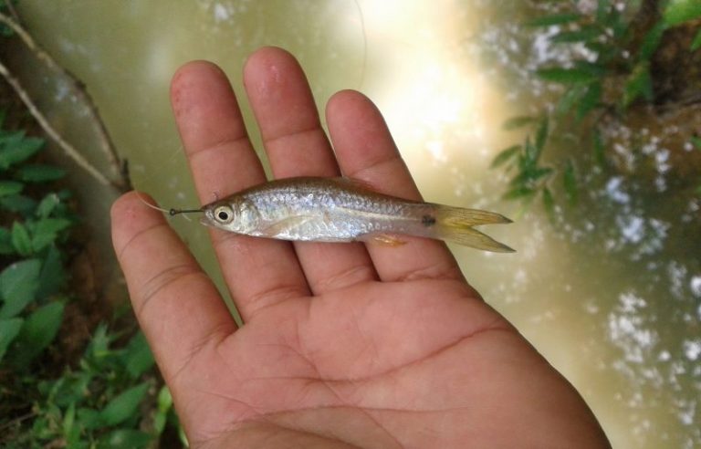 Cara Nak Cucuk Umpan Ikan Seluang