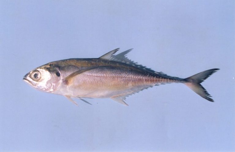Info Spesies – Kenali Ikan Cencaru!!