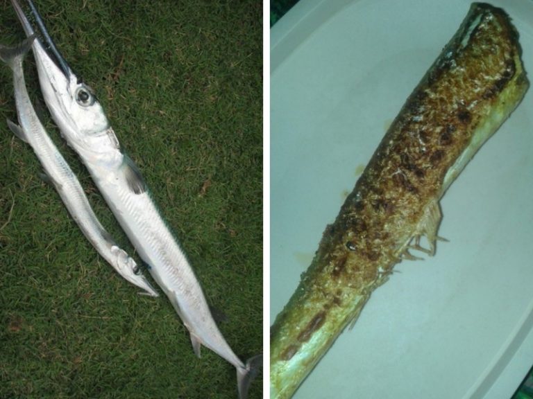 Resepi Pemancing : Ikan todak bakar