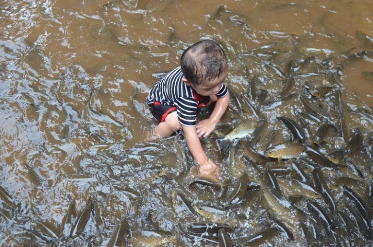 Santuari Kelah Sungai Petang – Hentian Terakhir Ikan Kelah