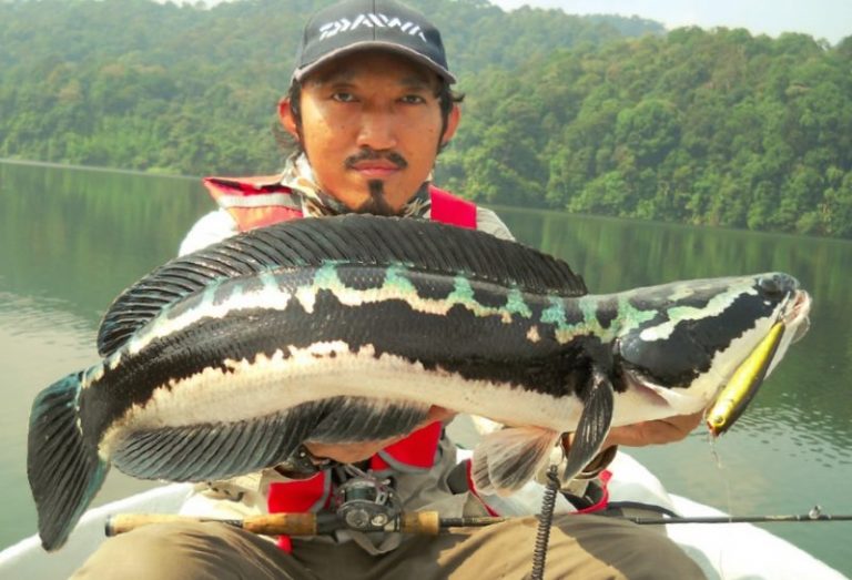 Toman pinggiran kota!!