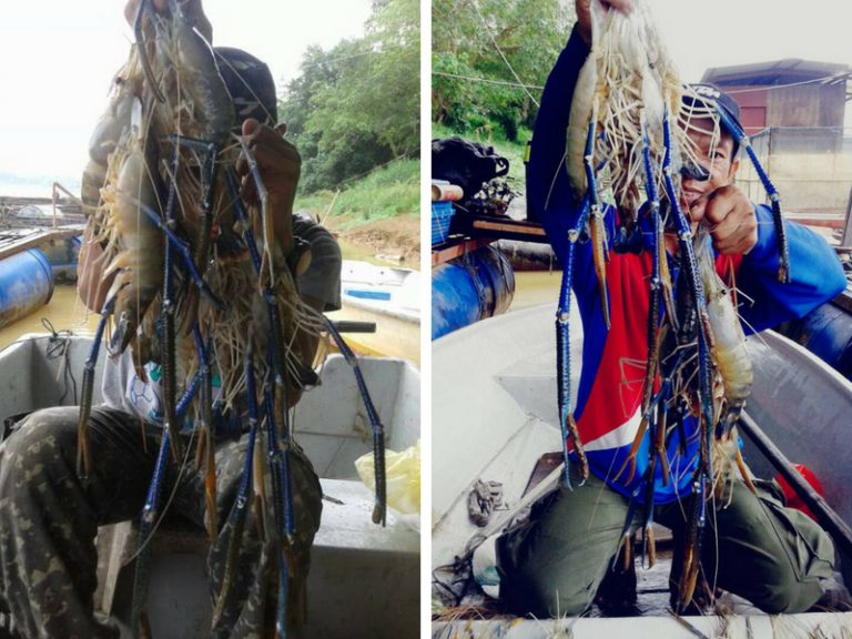 Panduan Asas Memancing Udang Galah *
