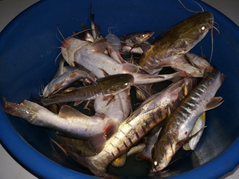 Wacana: Ikan belukang… ikan tahap longkang??