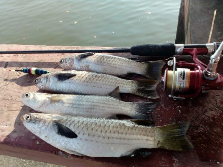 Rahsia Mudah Memancing Belanak!!