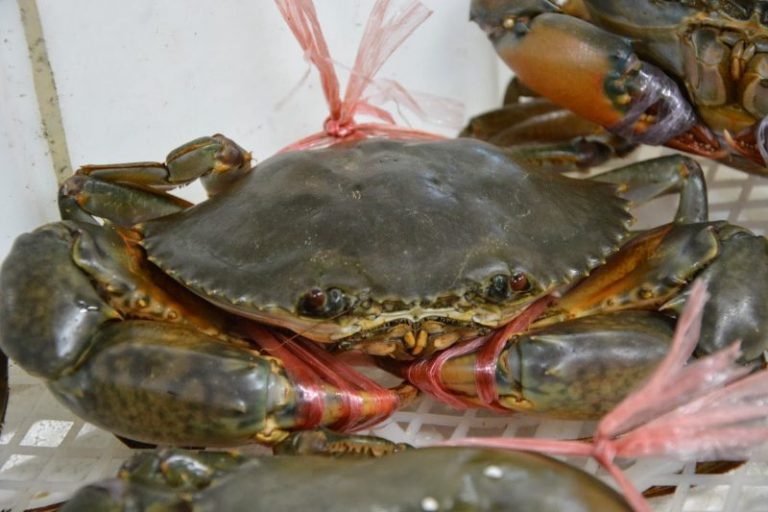 Info Spesies – Kenali Ketam Nipah@