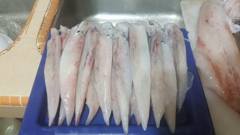Tip Membersihkan Sotong Dan Menanggalkan Kantung Dakwat
